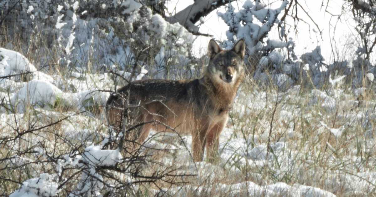 Francesco, l'uomo che fotografa i lupi sull'Alta Murgia: �Simbolo della natura pi� autentica�